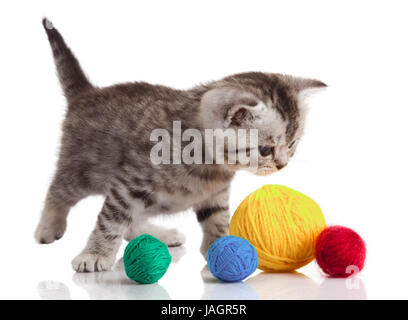 Gattino con sfere di thread. piccolo gattino su sfondo bianco. Foto Stock