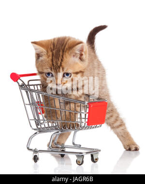 Britannico gatto con carrello isolato su bianco. gattino osolated Foto Stock