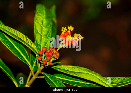 Primo piano di un vivace colore rosso, giallo e verde Poinsettia piante si eleva alto nei suoi dintorni verdi in un bellissimo giardino in Kodaikanal accanto al Kodai Foto Stock