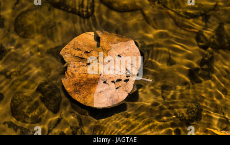 Una foglia secca galleggianti metà sotto acqua e per metà al di sopra di essa con ciottoli e rocce sul fondo di un piccolo ruscello che corre attraverso deep forest in Masinagudi Foto Stock