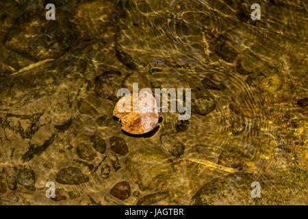 Una foglia secca galleggianti metà sotto acqua e per metà al di sopra di essa con ciottoli e rocce sul fondo di un piccolo ruscello che corre attraverso deep forest in Masinagudi Foto Stock