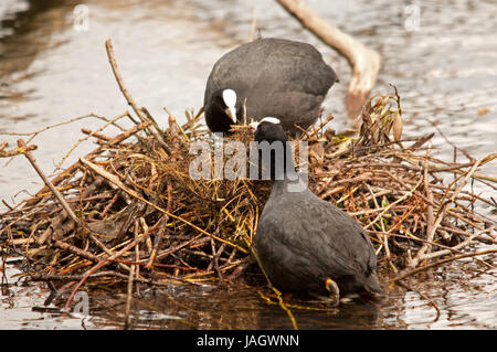 Coppia di folaghe costruire un nido su Linlithgow Loch Foto Stock