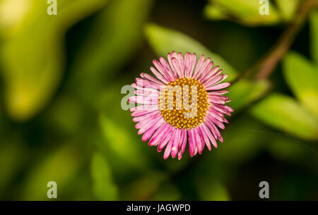 Primo piano di un bel colore rosa fiore a Margherita si eleva alto nella sua colorata che circonda Foto Stock