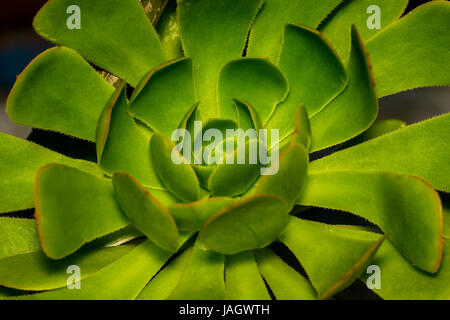 Extreme closeup di una bella gallina e pulcini o rosette o Aeonium o pietra lotus nematodi delle piante in un giardino Foto Stock