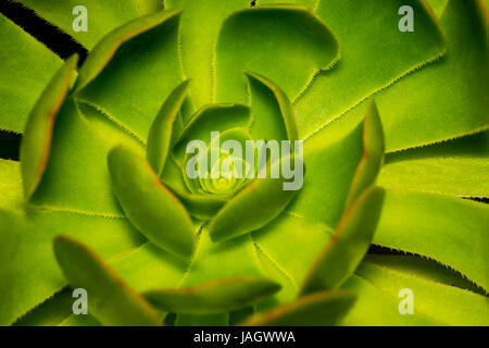 Extreme closeup di una bella gallina e pulcini o rosette o pietra lotus nematodi delle piante in un giardino Foto Stock