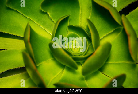 Extreme closeup di una bella gallina e pulcini o rosette o pietra lotus nematodi delle piante in un giardino Foto Stock