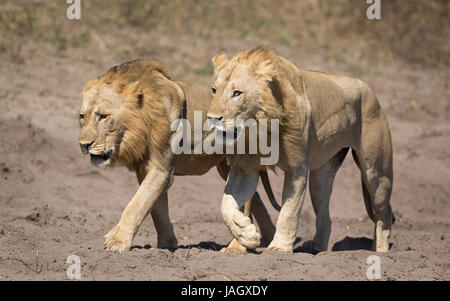 Due maschio leoni africani camminare insieme nel Chobe National Park in Botswana Foto Stock