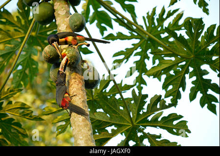 Aracari a collare (Pteroglossus torquatus) due uccelli in alimentazione ad albero di papaia frutti, Costa Rica, Marzo Foto Stock