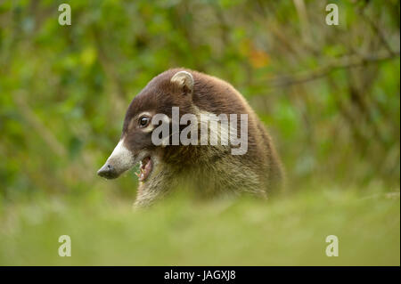 Bianco-naso (Coatimundi Nasua narica) verticale con la bocca aperta che mostra denti, Costa Rica, Marzo Foto Stock