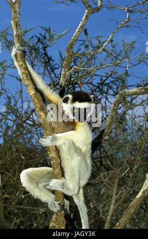 Larvensifaka,Propithecus verreauxi,animale adulto,appendere,ramo,Berenty piscina,del Madagascar, Foto Stock