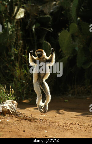 Larvensifaka,Propithecus verreauxi,animale adulto,jump,hop,terra aperta,Berenty piscina,del Madagascar, Foto Stock