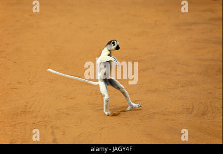 Larvensifaka,Propithecus verreauxi,animale adulto,jump,hop,terra aperta,Berenty piscina,del Madagascar, Foto Stock