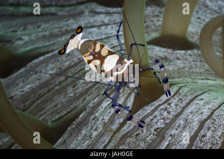 Del Partner di gamberi di un anemone,Periclimenes brevicarpalis,Alam Batu,Bali, Indonesia, Foto Stock