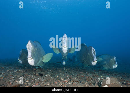 Il gruppo di testa di buffalo pesci pappagallo,Bolbometopon muricatum,Tulamben,Bali, Indonesia, Foto Stock