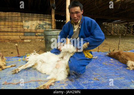 Mongolia,provincia Arkhangai,nomad,capre cashmere,comb, lana, pelo di capra, cashmere Foto stock - Alamy