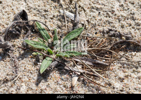 Gewöhnliche Ochsenzunge, Gemeine Ochsenzunge, Blatt, Blätter, Blattrosette, Anchusa officinalis, comune Bugloss, Alkanet Foto Stock