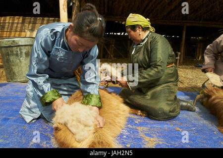 Mongolia,provincia Arkhangai,nomad,capre cashmere,comb, lana, pelo di capra, cashmere Foto stock - Alamy