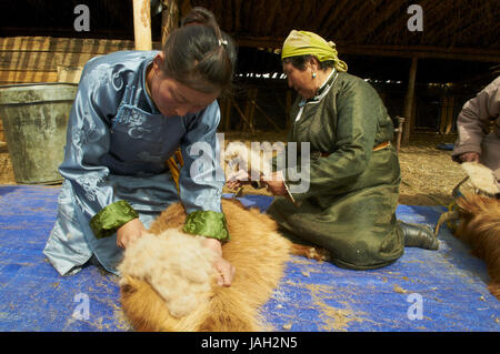 Mongolia, provincia di Arkhangai, nomade, capre cashmere, pettine, lana,  pelo di capra, cashmere Foto stock - Alamy