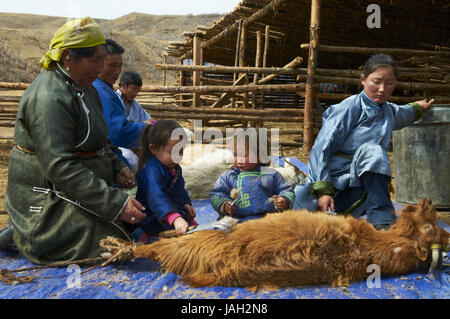 Mongolia, provincia di Arkhangai, nomade, capre cashmere, pettine, lana,  pelo di capra, cashmere Foto stock - Alamy