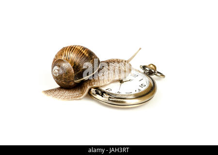 Escargot lumaca salendo su un orologio vintage Foto Stock