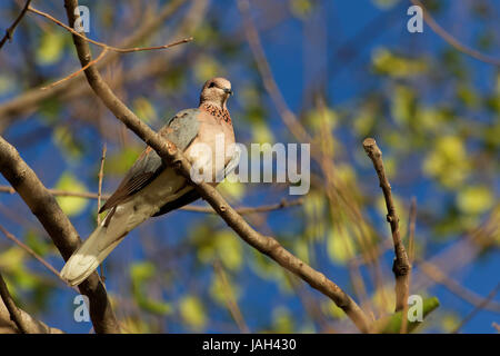 Palmtaube Foto Stock