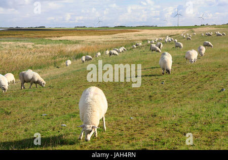 Weidende Schafe auf einem Deich an der Nordsee, Ostfriesland, Niedersachsen, Deutschland Foto Stock