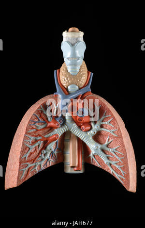 Modello anatomico del polmone, Foto Stock