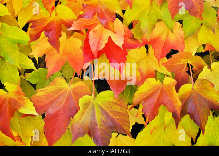 Wilder Wein, Blätter im Herbst formatfüllend Foto Stock