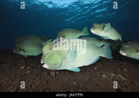 Il gruppo di testa di buffalo pesci pappagallo,Bolbometopon muricatum,Tulamben,Bali, Indonesia, Foto Stock