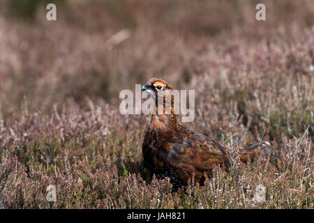 Red Grouse, Lagopus lagopus scotica, visualizzazione su brughiera nel North Yorkshire in primavera come maschi stabilire un territorio. Foto Stock