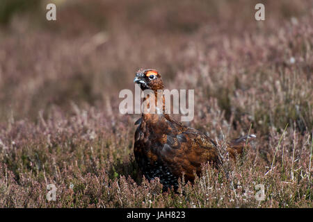 Red Grouse, Lagopus lagopus scotica, visualizzazione su brughiera nel North Yorkshire in primavera come maschi stabilire un territorio. Foto Stock