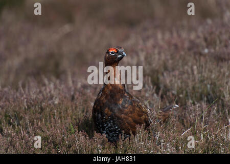 Red Grouse, Lagopus lagopus scotica, visualizzazione su brughiera nel North Yorkshire in primavera come maschi stabilire un territorio. Foto Stock