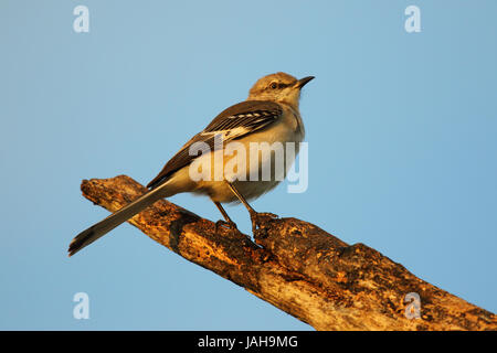 Un ritratto di un Northern Mockingbird appollaiata coraggiosamente all'alba. Foto Stock