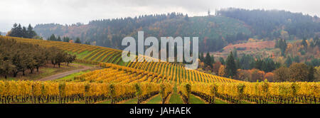 Dundee Oregon vigneti sulle colline con nebbia di mattina nella stagione autunnale vista panoramica Panorama Foto Stock