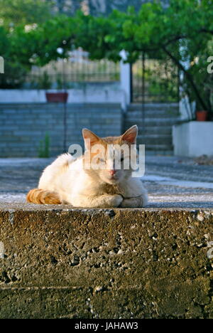 Lo zenzero e il gatto bianco, seduta croce gambe, Kavala, Grecia Foto Stock