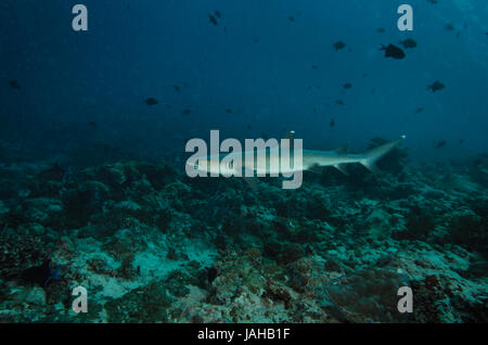 Whitetip reef shark, Triaenodon obesus, nuoto sulla barriera corallina alle Maldive Oceano Indiano Foto Stock