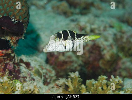 Nero-sellati Puffer, Canthigaster Valentini, sulla barriera corallina delle Maldive, Oceano Indiano Foto Stock