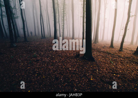 Uomo che cammina nel bosco nebbioso con la luce del mattino su alberi Foto Stock