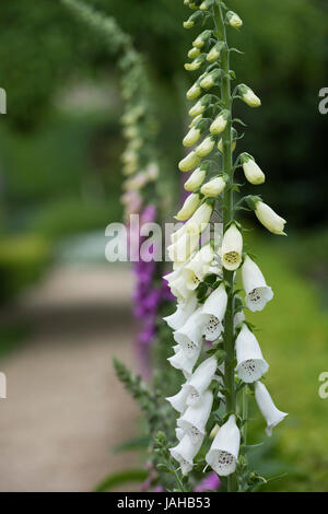 Digitalis purpurea. Foxgloves in Rousham House Gardens. Oxfordshire, Inghilterra Foto Stock