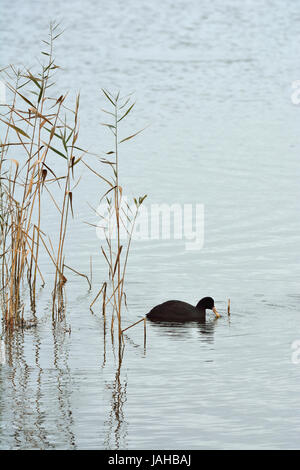 Eurasian folaga (fulica atra). Laguna di Mira, Portogallo Foto Stock