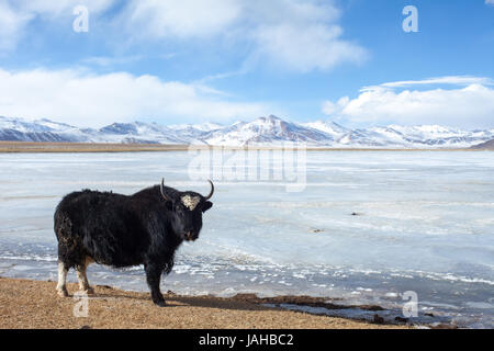 Un nero solitario Yak dalle rive del congelati Tso Kar lago in Ladakh Foto Stock