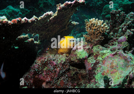 Le faraone pufferfish, forma gialla, Arothron meleagris, nella barriera corallina delle Maldive Foto Stock