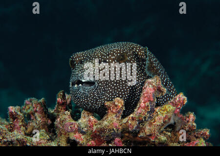 Una vista ravvicinata di un faraone pufferfish, Arothron meleagris, appoggiato sulla barriera corallina delle Maldive Foto Stock