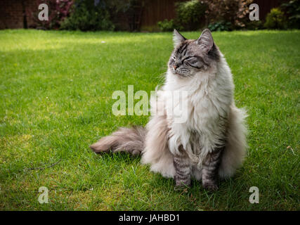 Molto sorridenti gatto Ragdoll seduti all'aperto Foto Stock