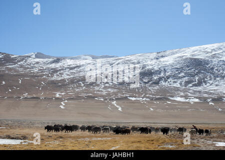 Un grande allevamento di yak essendo portato fuori a pascolare nei prati intorno al Tso Kar e Startsapuk Tso laghi del Ladakh Foto Stock