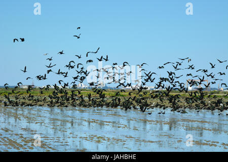 Un grande gregge di ibis lucido (Plegadis falcinellus), Ibis preto, sorvolando un campo di riso all'estuario del Sado Riserva Naturale. Comporta, Portogallo Foto Stock