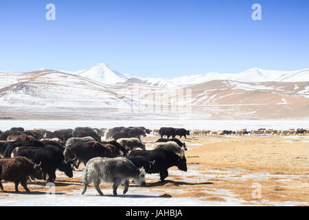 Un grande allevamento di yak essendo portato fuori a pascolare nei prati intorno al Tso Kar e Startsapuk Tso laghi del Ladakh Foto Stock