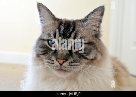 Pedigree Ragdoll Lynx Seal Tabby Facial Close Up ritratto Foto Stock