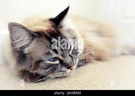 Assonnato gatto Ragdoll Foto Stock