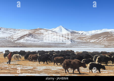 Un grande allevamento di yak essendo portato fuori a pascolare nei prati intorno al Tso Kar e Startsapuk Tso laghi del Ladakh Foto Stock